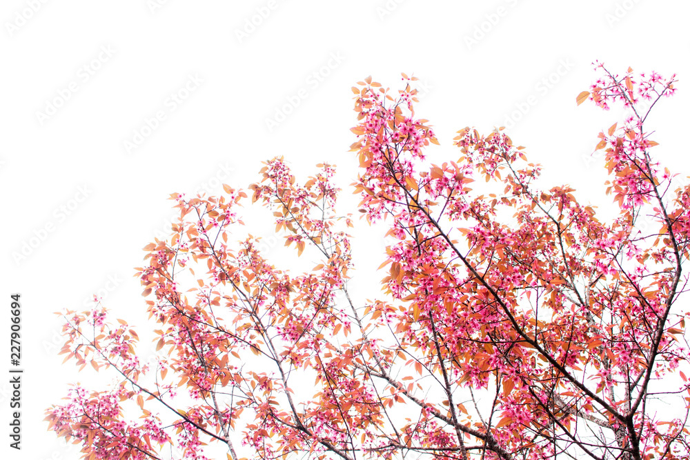 cherry blossom on sky.