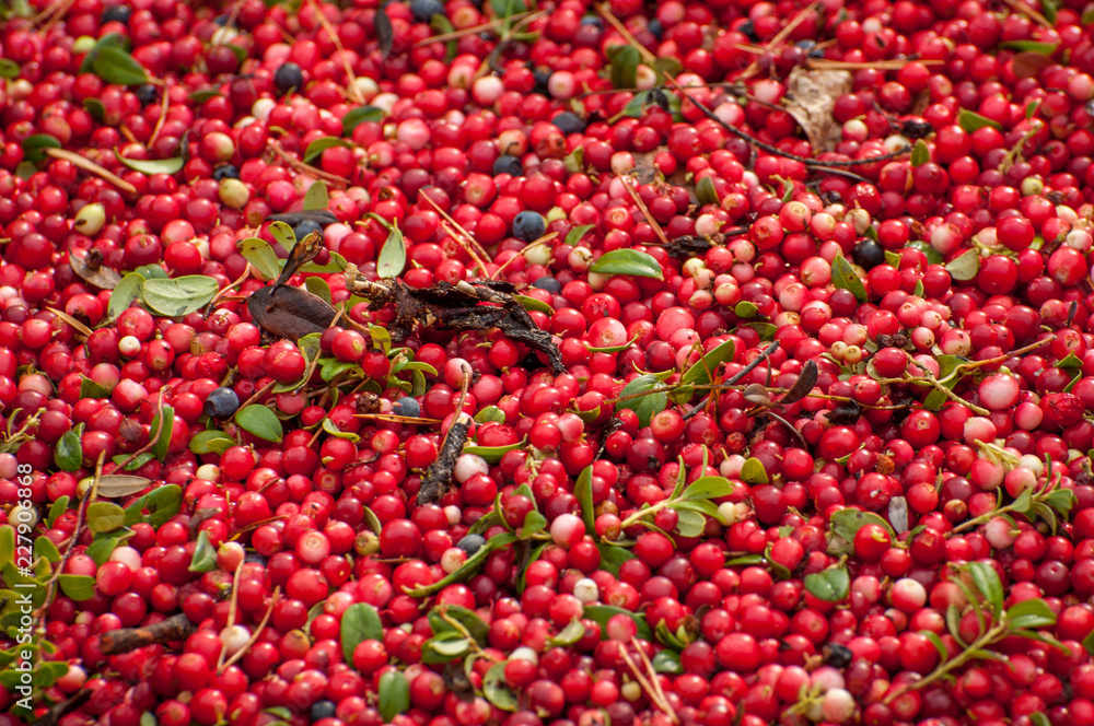 Ripe red appetizing berries cowberry, background, texture. Ripe red appetizing berries cowberry, background, texture.