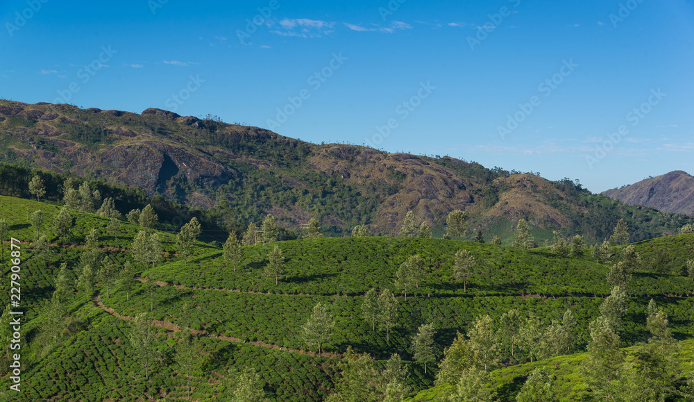 Tea Plantations in the hills