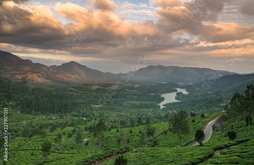 Tea Plantations in the hills