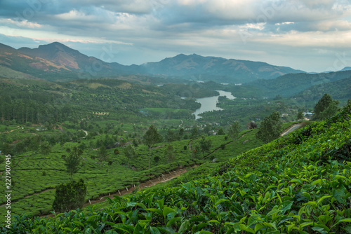 Tea Plantations in the hills