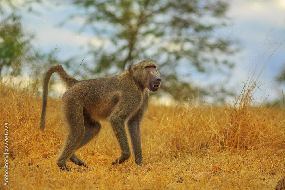 Fototapeta premium Male of Chacma Baboon species Papio ursinus, runs in the dry grass. Cape baboon it is one of the largest of all monkeys. Kruger National Park in South Africa.