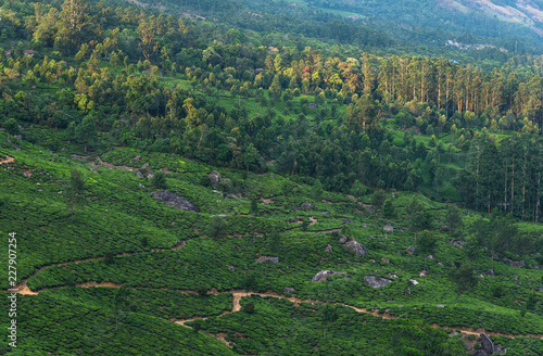 Tea Plantations in the hills