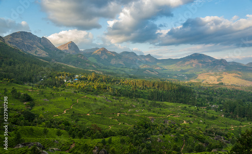 Tea Plantations in the hills