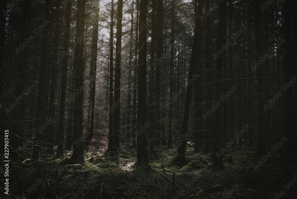 Fototapeta premium Las Northumberland