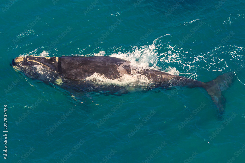 Fototapeta premium Adult Whale off the water in St Lucia, South Africa, one of the top Safari Tour destinations. Aerial view. Whale watching during migration between June and November in winter season.