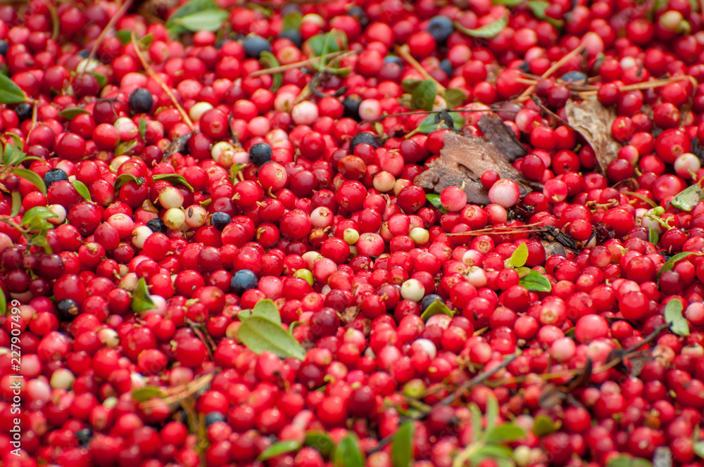 Ripe red appetizing berries cowberry, background, texture. Ripe red appetizing berries cowberry, background, texture.