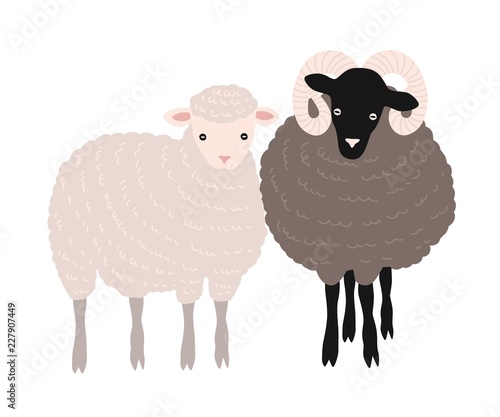 Pair of sheep and ram standing together
