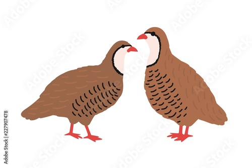 Pair of quails isolated on white background. Adorable farm poultry, domestic or cute small barnyard bird, gamebird, funny wild fowl. Childish colored vector illustration in flat cartoon style. © Good Studio