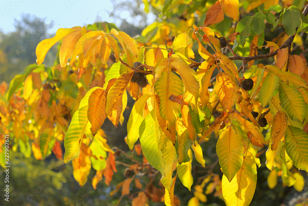 Autumn branch of walnut leaves