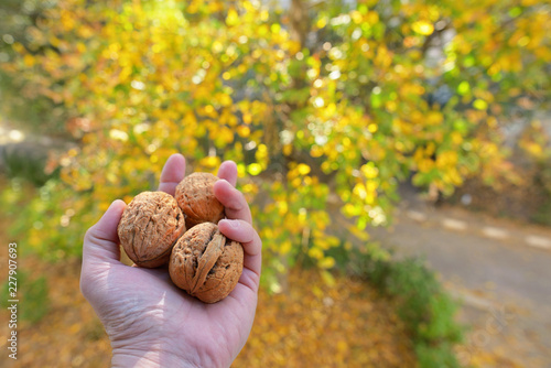 Ripe walnuts in a hand