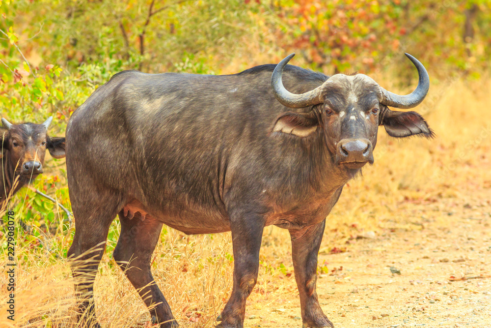 Adult male of African buffalo species Syncerus caffer, standing in nature, dry season. Kruger National Park in South Africa. The Cape buffalo is a large African bovine part of popular Big Five. Adult male of African buffalo species Syncerus caffer, standing in nature, dry season. Kruger National Park in South Africa. The Cape buffalo is a large African bovine part of popular Big Five.