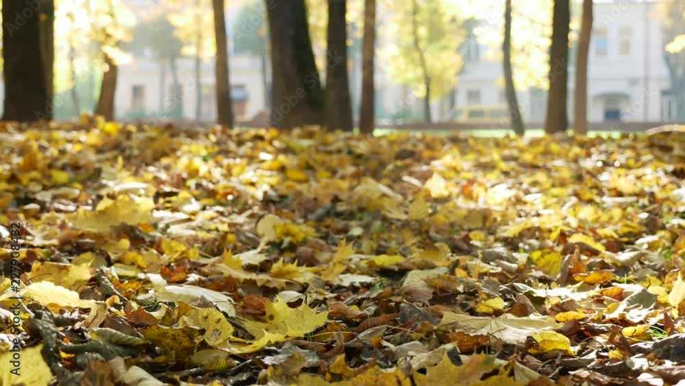 autumn orange leaves lie on the ground in autumn in the park autumn orange leaves lie on the ground in autumn in the park