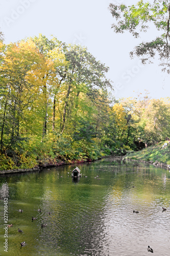 Pond with ducks in autumn park 