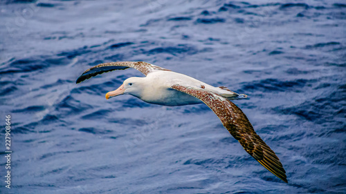 Wandering albatross (Diomedea exulans)