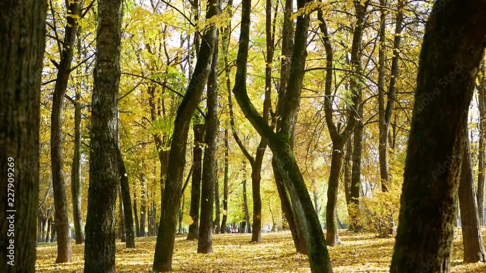 autumn orange leaves lie on the ground in autumn in the park autumn orange leaves lie on the ground in autumn in the park