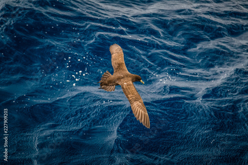 White-chinned petrel (Procellaria aequinoctialis)