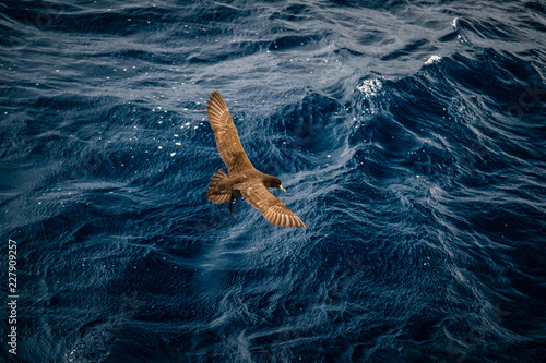 White-chinned petrel (Procellaria aequinoctialis)