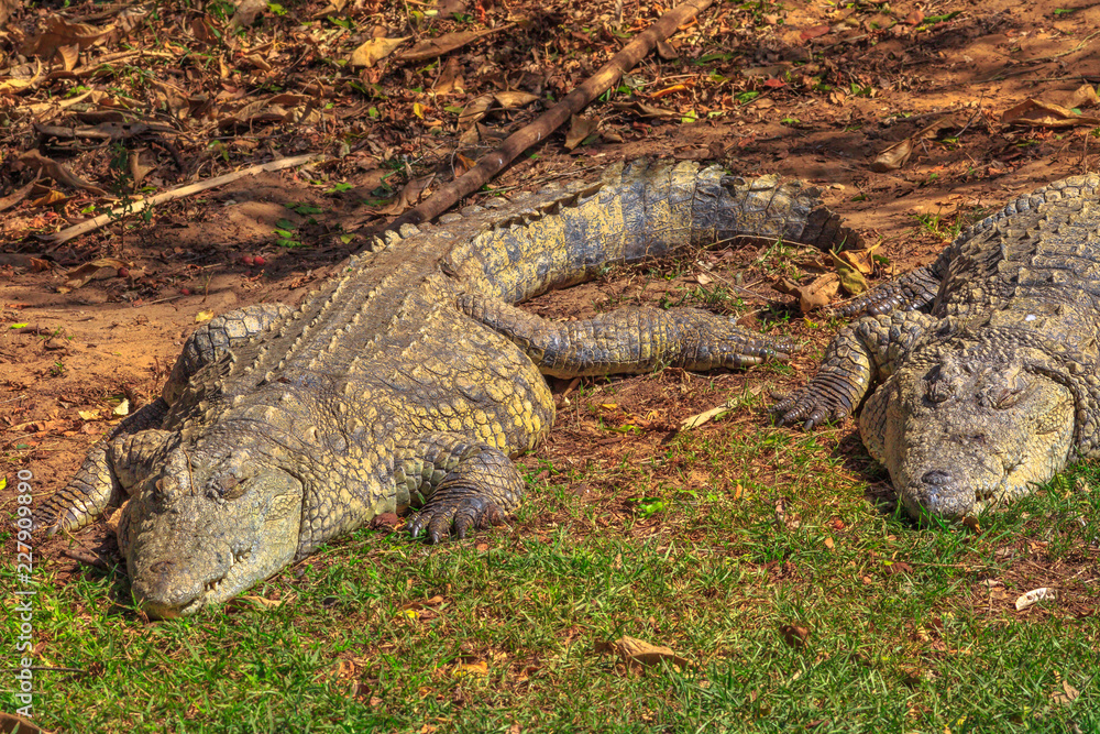 Obraz premium Two African Crocodiles species Crocodylus Niloticus, sleeping at iSimangaliso Wetland Park in St Lucia Estuary, South Africa, one of the top Safari Tour destinations.