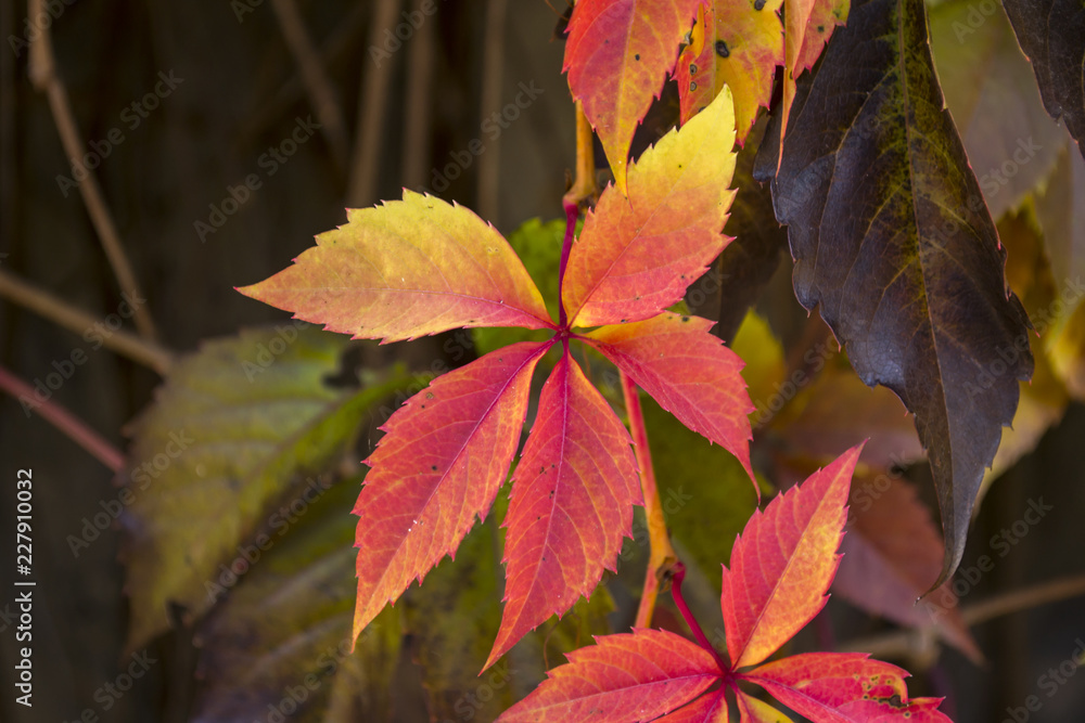 Colorful autumn leaves. Natural autumn pattern.