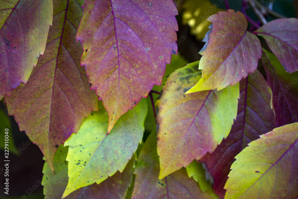 Colorful autumn leaves. Natural autumn pattern. Colorful autumn leaves. Natural autumn pattern.