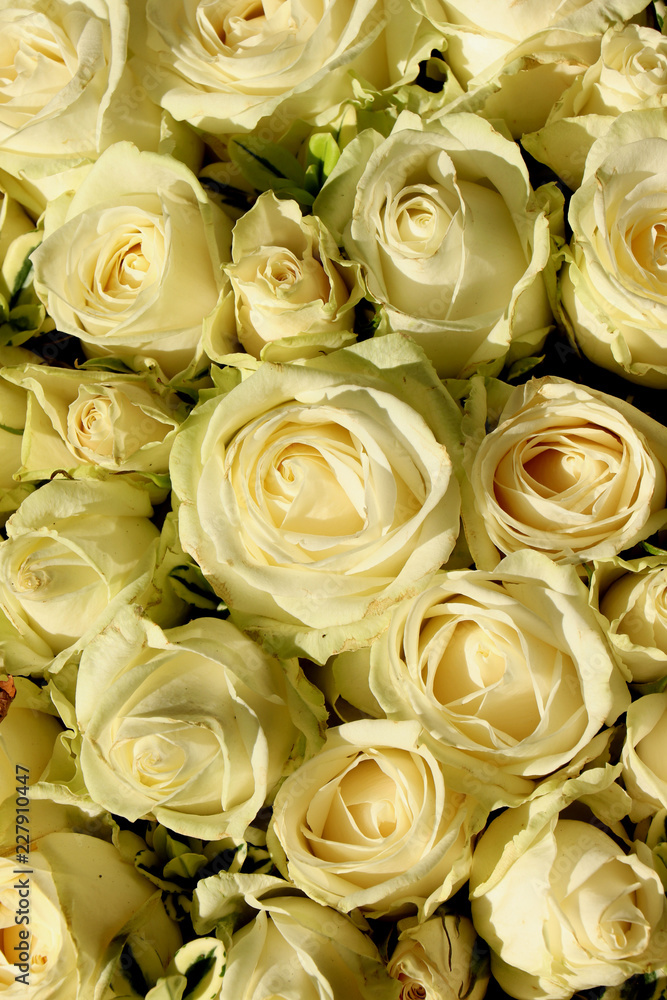 White roses and Gypsophila White roses and Gypsophila