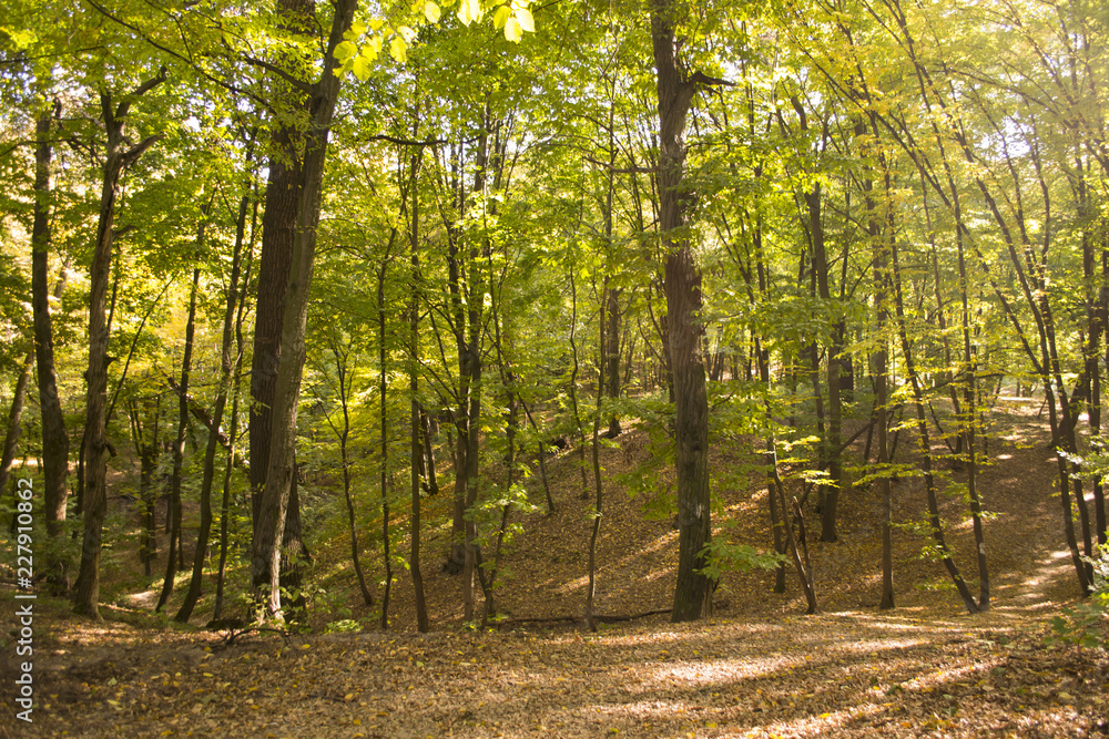 Fototapeta premium Sunny autumn landscape at autumn.