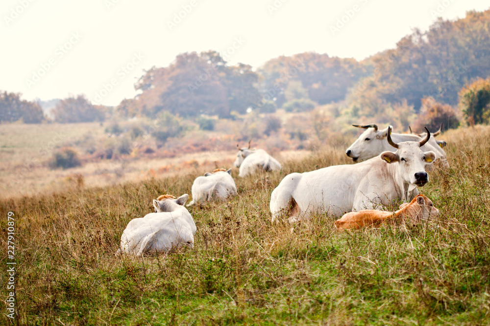 Fototapeta premium Cows lying on grass at the meadow.