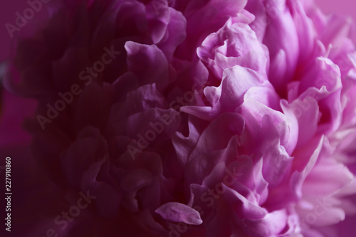 blooming large pink peony flower
