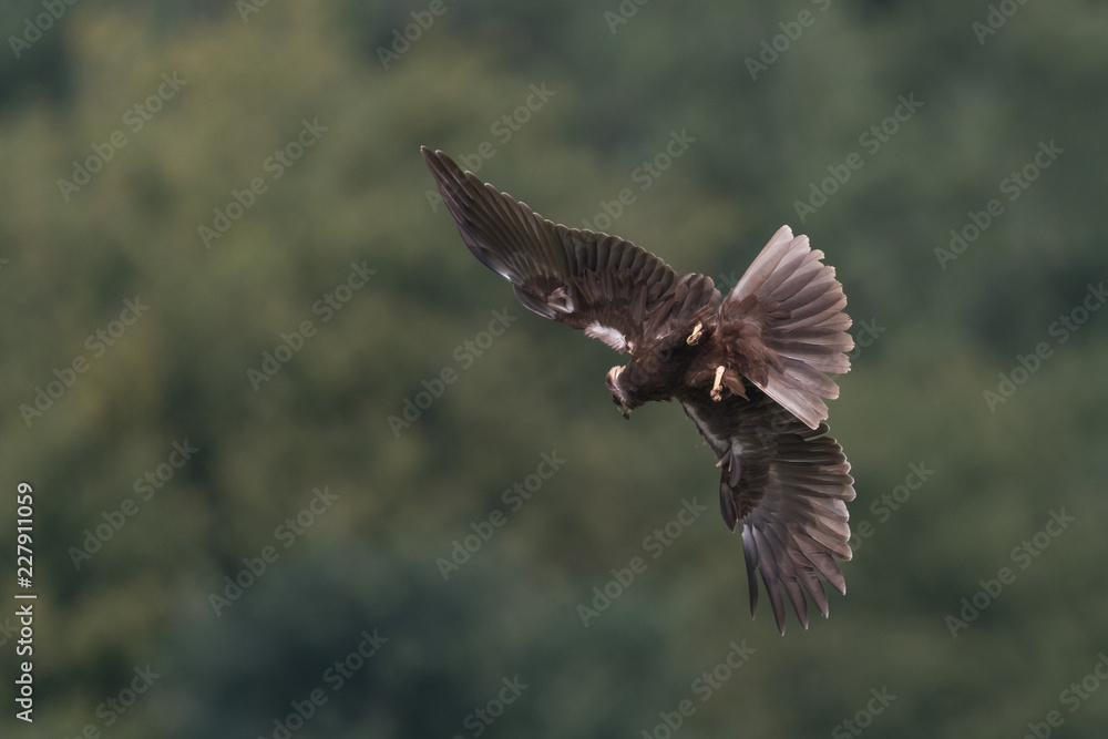 Obraz premium Rohrweihe