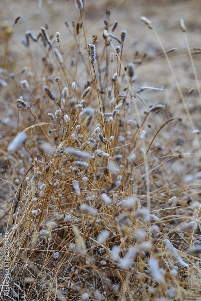 Fototapeta premium Walking around the end of summer fields