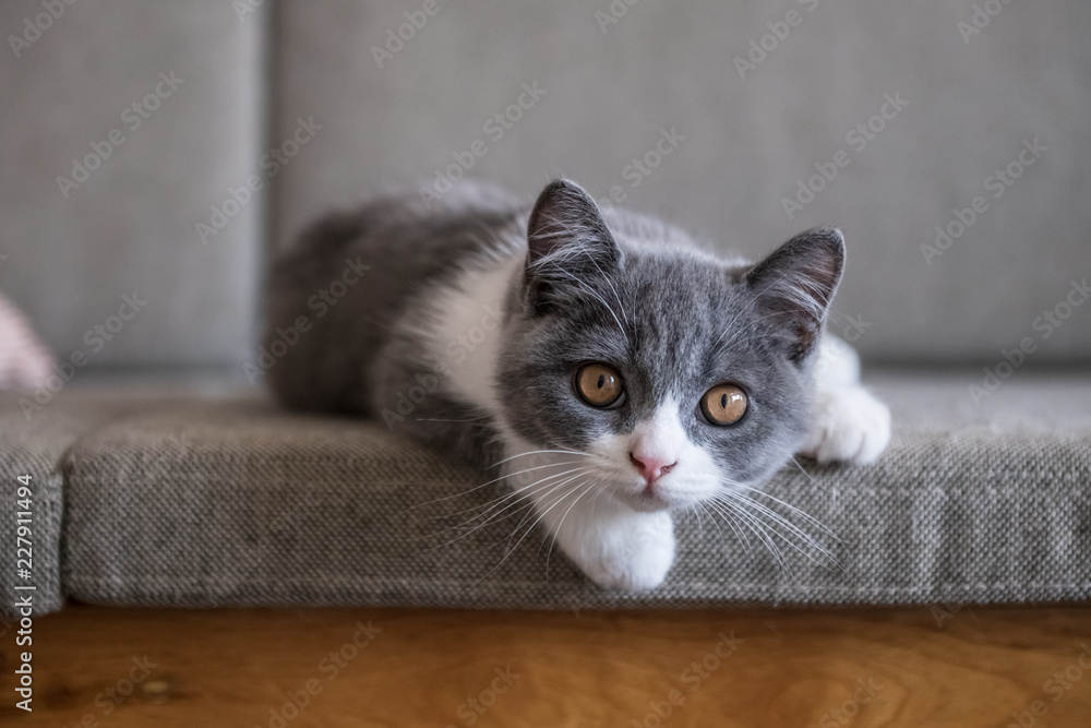 Cute British short Hairy cat