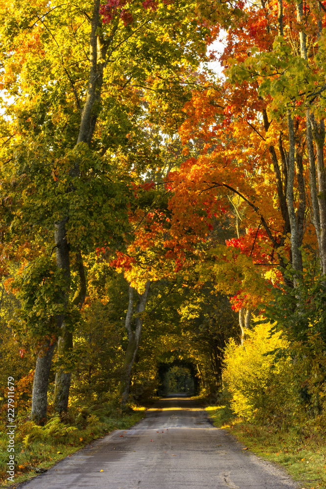 Beautiful, colorful autumn road. Pomerania, Poland Beautiful, colorful autumn road. Pomerania, Poland