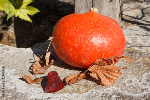 Potimarron et feuilles mortes sur la margelle d'un puits photo