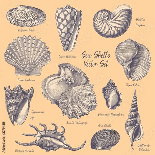 Sea Shells Vector Engravings Collection