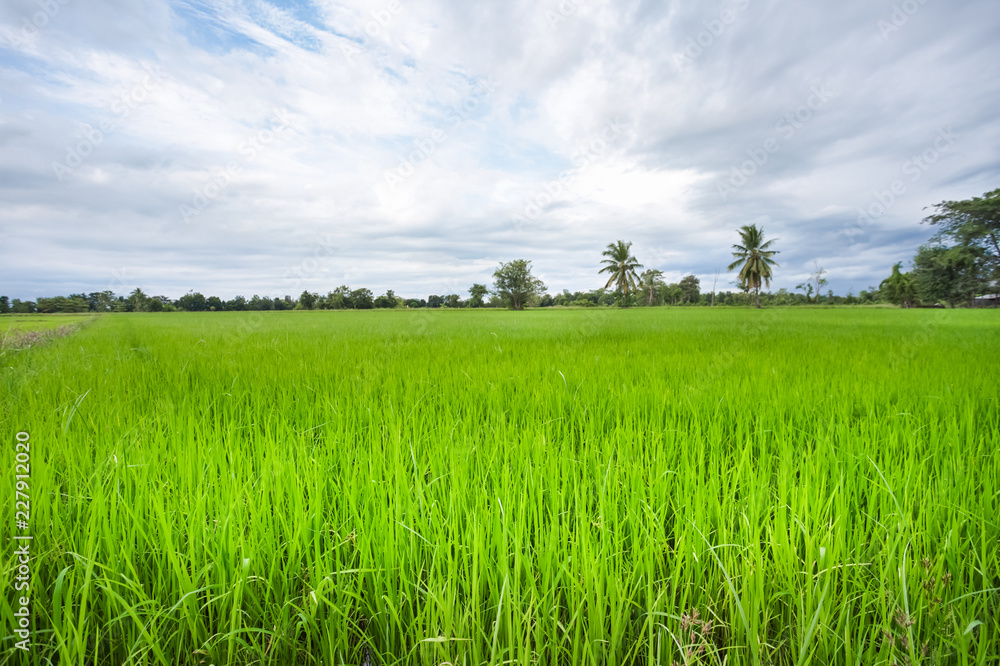 Green rice field in a cloudy day