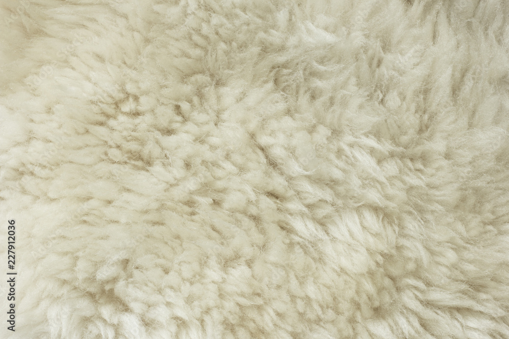 White shaggy natural sheep fur texture for background White shaggy natural sheep fur texture for background