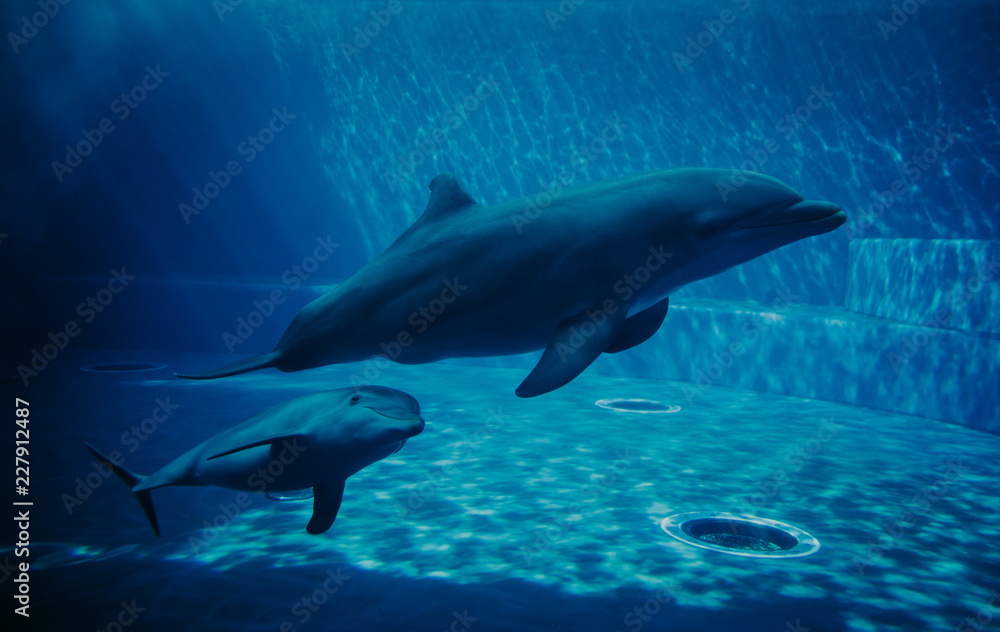 Fototapeta Delfiny pływające pod wodą