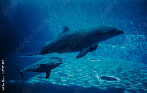 Delfiny pływające pod wodą