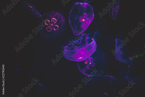 Jellyfish floating and swimming in the underwater