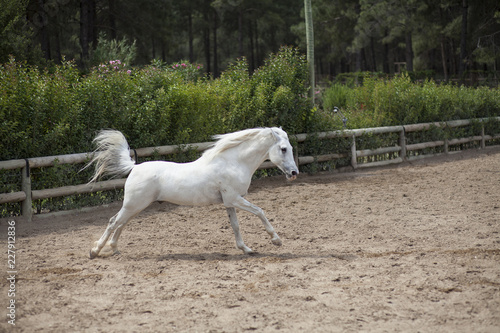 White Horse © enginakyurt