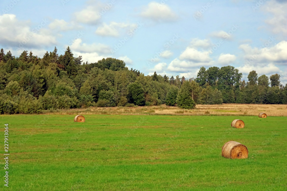 Stacks of straw - bales of hay, rolled into stacks left after harvesting of wheat ears, agricultural farm field with gathered crops rural, Estonia