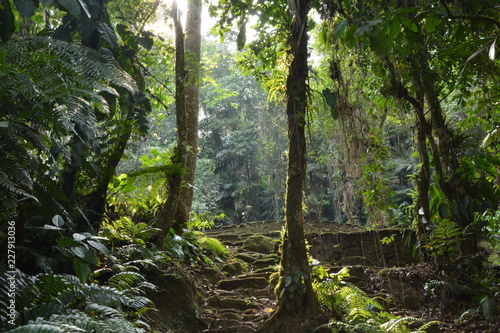 Forêt colombie photo