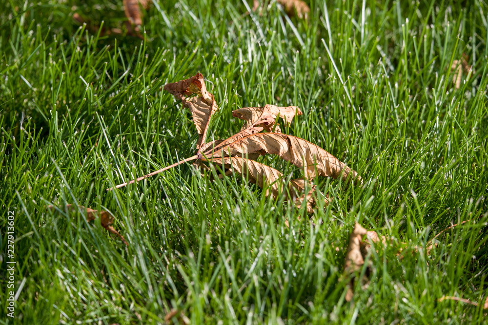 Obraz premium leaf on grass