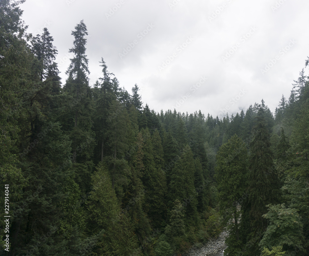 Obraz premium Pine forest landscape