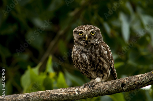 little owl (athene noctua), perched in a tree branch © franciscoelias