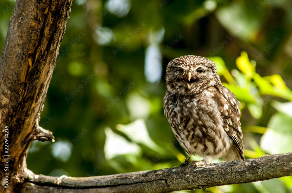 little owl (athene noctua), perched in a tree branch little owl (athene noctua), perched in a tree branch