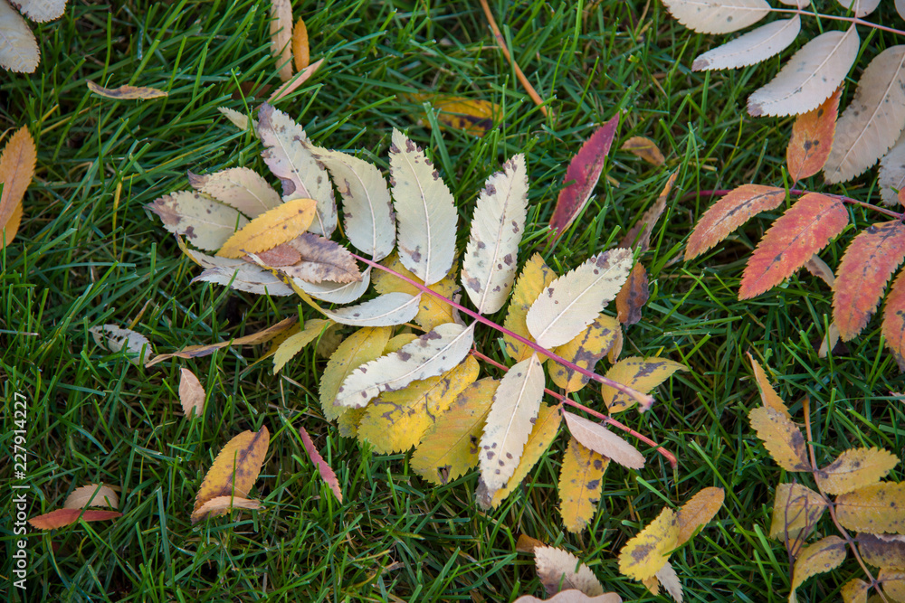 leaf on the grass