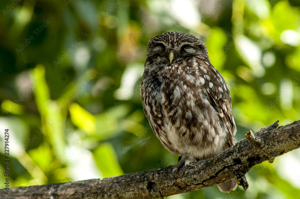 little owl (athene noctua), perched in a tree branch little owl (athene noctua), perched in a tree branch