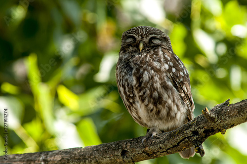 little owl (athene noctua), perched in a tree branch